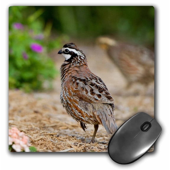 3dRose, Northern Bobwhite in flower garden, Marion, Illinois, USA., MousePad