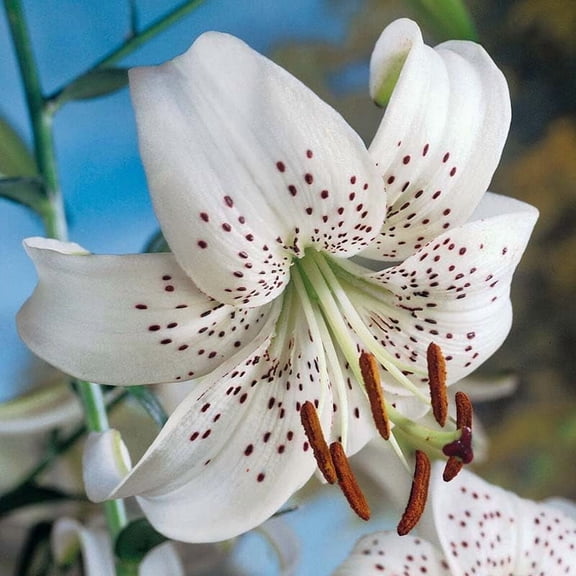 White Tiger Lily Flower Bulbs - 3 Bulbs Per Package - Attracts Butterflies and Hummingbirds - Good as Cut Flowers - Naturalizing - Perennializing