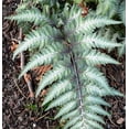 thumbnail image 6 of Classy Groundcovers, Shady Variegated Deer Mix #2: 50 Variegated Japanese Spurge, 25 Variegated Greater (Large Leaf) Periwinkle, 25 Japanese Painted Fern, collection #2 of Variegat..., 6 of 10