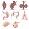 thumbnail image 2 of Body Parts Set 8 Mini Human Models Anatomy And Physiology Learning Tools Human Anatomy Model Science Learning Kits For Kids Learning Class Students Baby Swing Playing Playmat For Kids Gym 6 Months, 2 of 3
