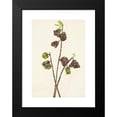 thumbnail image 2 of Mary Vaux Walcott 14x18 Black Modern Framed Museum Art Print Titled - Dad. Asimina Triloba (1925), 2 of 5