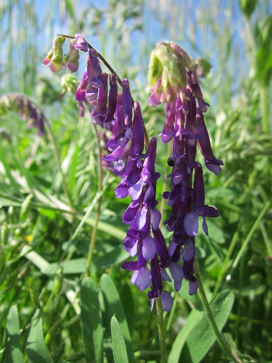 Bird Vetch Vicia Cracca Tufted Vetch Cow Vetch-20 Inch By 30 Inch