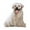 Labrador, variant on figatia Animals Pilllow Throw Pillow Washable Funny Sofa Cushion Stuffed Animals Toy for native dog
