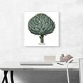 thumbnail image 2 of ARTCANVAS Artichoke 1613 Canvas Art Print by Besler Basilius - Size: 18" x 18" (1.50" Deep), 2 of 9