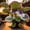 Elephant Ear-B, variant on Giant Elephant Ear Taro — A Gardening Essential— The Premier Choice for Tropical Landscaping — Adds a Fresh, Natural Accent to Yards and Pathways — (Non-Artificial)