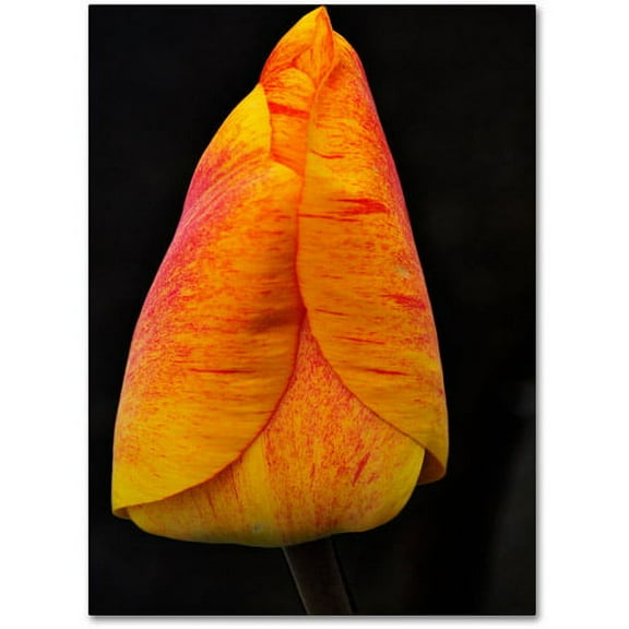 Trademark Fine Art "Perfect Red and Yellow Tulip" Canvas Wall Art by Kurt Shaffer