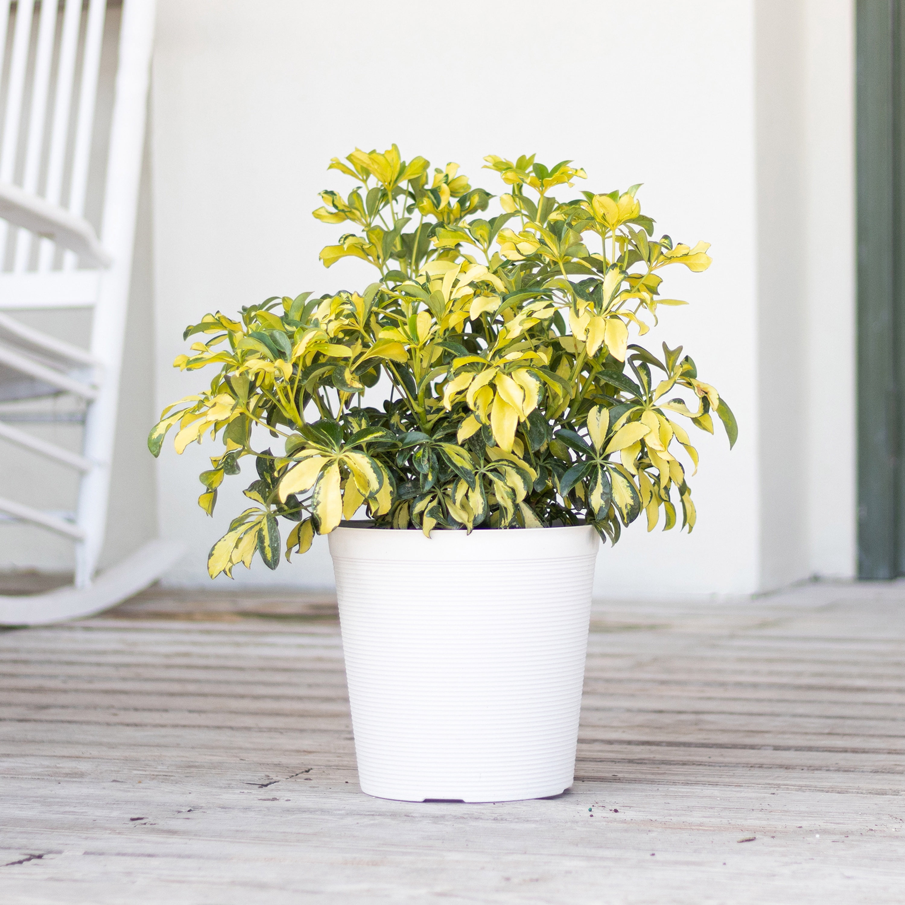 United Nursery Live Schefflera Trinette Plant 24-34 inches Tall in 9.25 inch Grower Pot