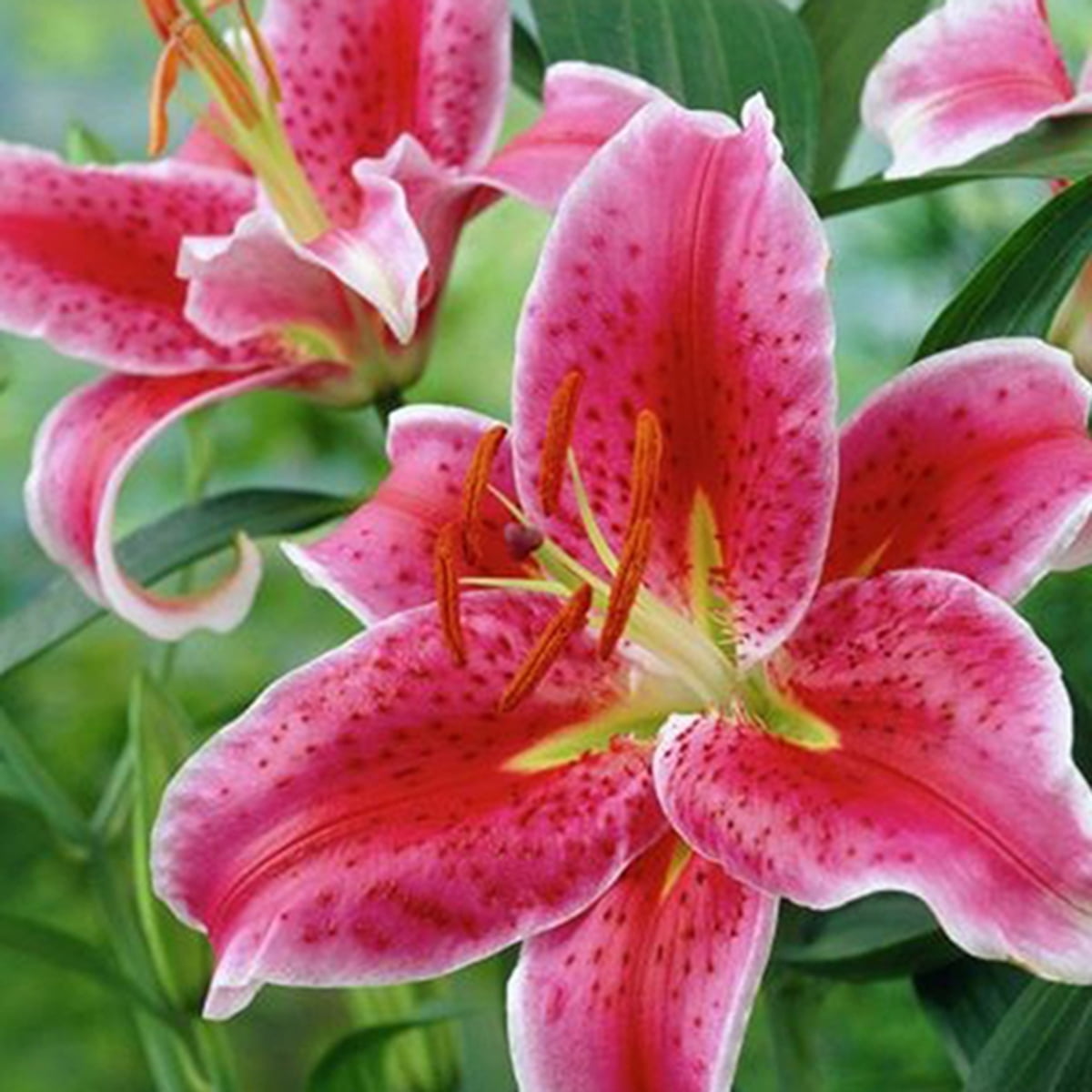 Van Zyverden Lilies Oriental Stargazer Set of 12 Bulbs Pink Partial Sun Perennial Fragrant 2 lbs