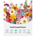 thumbnail image 4 of Kit de 100 piezas para manualidades naturales prensadas con flores secas, 4 of 9