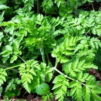 TomorrowSeeds - Chervil Seeds - 1000  Count - For 2026 Planting Anthriscus Cerefolium French Parsley