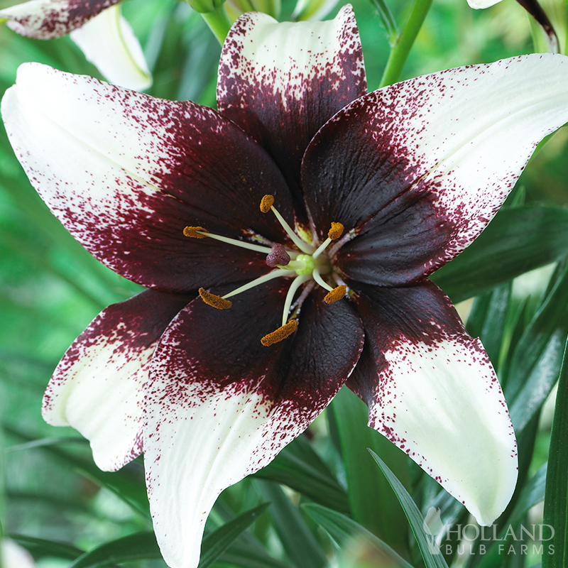 Nettie's Pride Asiatic Lily