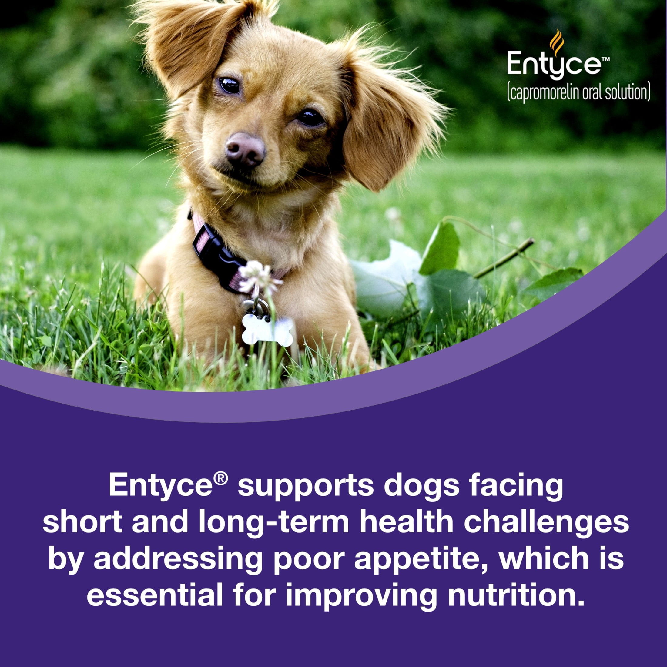 Entyce Dog Entyce Dog Appetite Stimulant | Oral Solution for Dogs | 30mg/ml - 30 ml