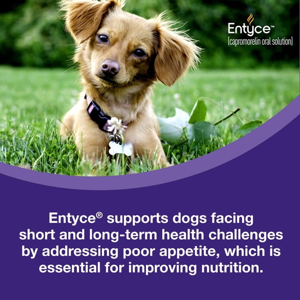 Entyce Dog Entyce Dog Appetite Stimulant | Oral Solution for Dogs