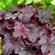 Heuchera, Midnight Rose, Coral Bells, Flowering Plant - Pot Size: 5in - Flowers