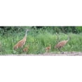 thumbnail image 3 of CafePress - Sandhill Crane Mug - 11 oz Ceramic Mug - Novelty Coffee Tea Cup, 3 of 6