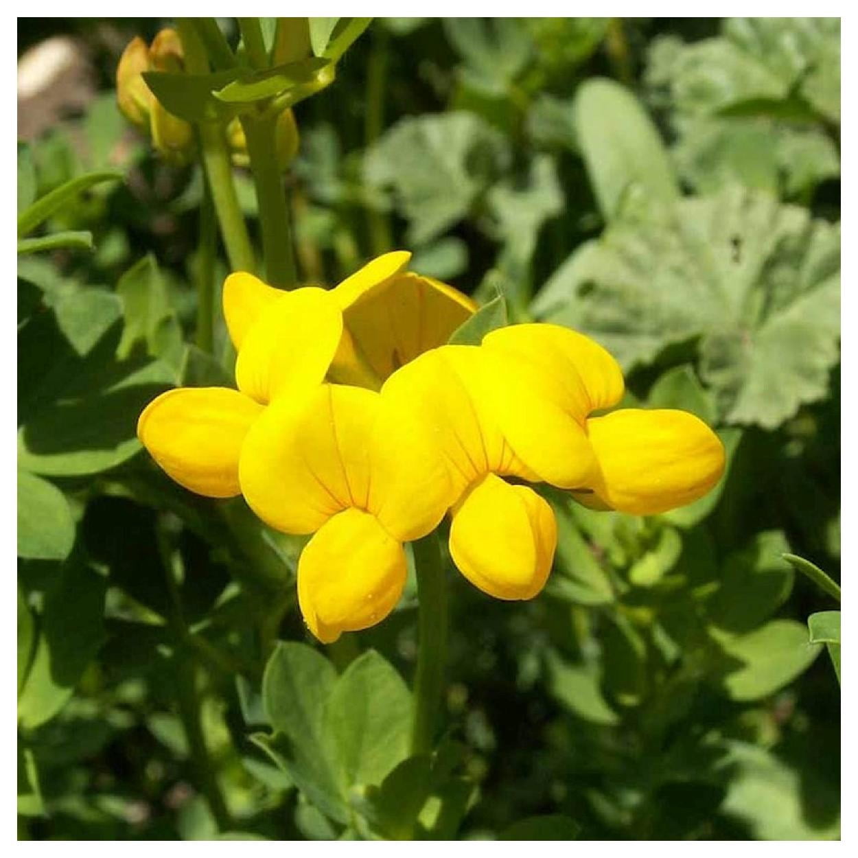 Everwilde Farms - 1 lb Birds Foot Trefoil Garden Flower Seeds - Gold Vault Bulk Seed Packet
