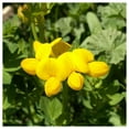 thumbnail image 4 of Everwilde Farms - 2000 Birds Foot Trefoil Garden Flower Seeds - Gold Vault Jumbo Bulk Seed Packet, 4 of 5