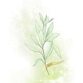 thumbnail image 2 of Diannart 12x14 White Modern Wood Framed Museum Art Print Titled - Fresh Herbs III, 2 of 4