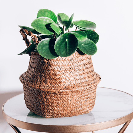 Money Tree Plant, Pilea Peperomioides Live, Money Plant Live Houseplants, 2 inch Pot for Indoor Planting