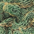 thumbnail image 6 of Geaub Succulents Women's Short Wrap Skirt, Beach Sun Protection Shawl, Swimsuit Bra, Swimwear Tunic, 6 of 7