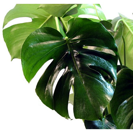 Split Leaf Philodendron 6