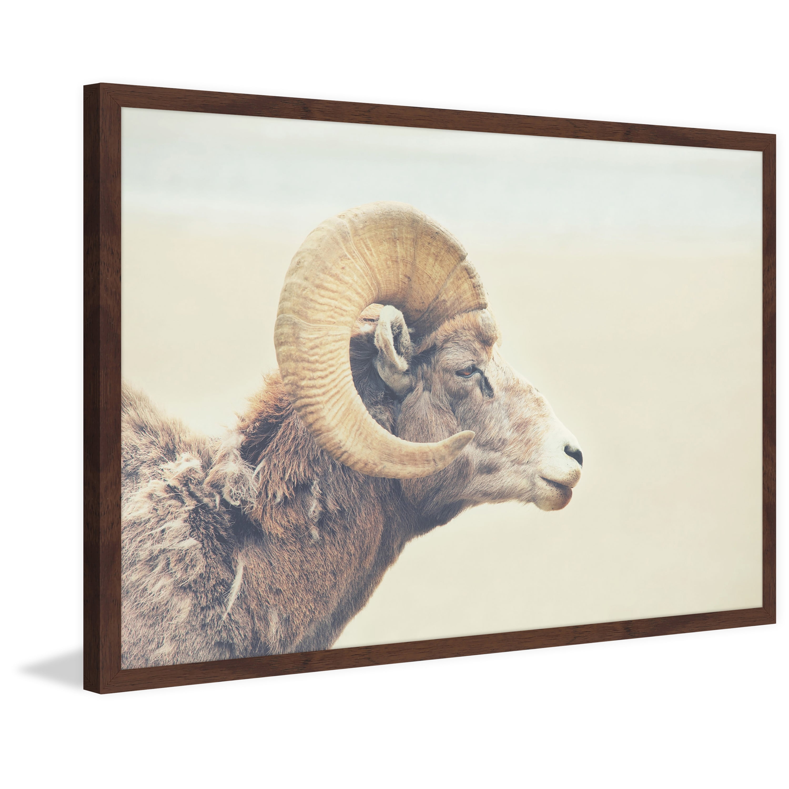 Marmont Hill "Curled Horns" Framed Painting Print