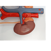 Axis Scientific Urinary System Relief Model – Life-Size Human Urinary Tract Anatomy Model with Detailed Relief of Kidneys, Ureters, Bladder, and Urethra