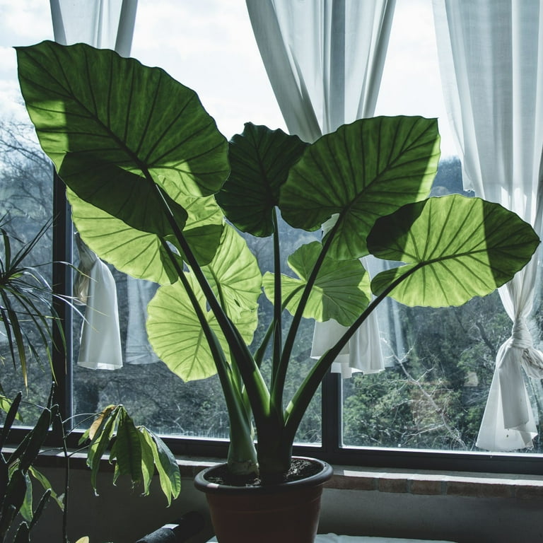 Soil Sunrise Indoor Elephant Ear Potting Soil Mix (8 Quarts), Blend for  Alocasia and Colocasia Potted Plants - Walmart.com