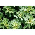 thumbnail image 1 of 300 FENUGREEK Trigonella Foenum Graecum Herb Flower Seeds, 1 of 3