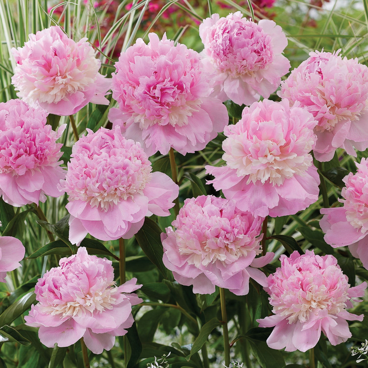 Expert Gardener Dormant Peony Sorbet Bare Root, Multi-Color Perennial