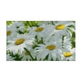 thumbnail image 2 of Embrace Summer with Daisy Farmhouse 2-Piece Kitchen Rug Set – Vibrant & Colorful Flowers Decor, Low-Profile & Easy to Clean Floor Mats, Perfectly Fit 17x30 and 17x47 Inch Spaces, 2 of 7