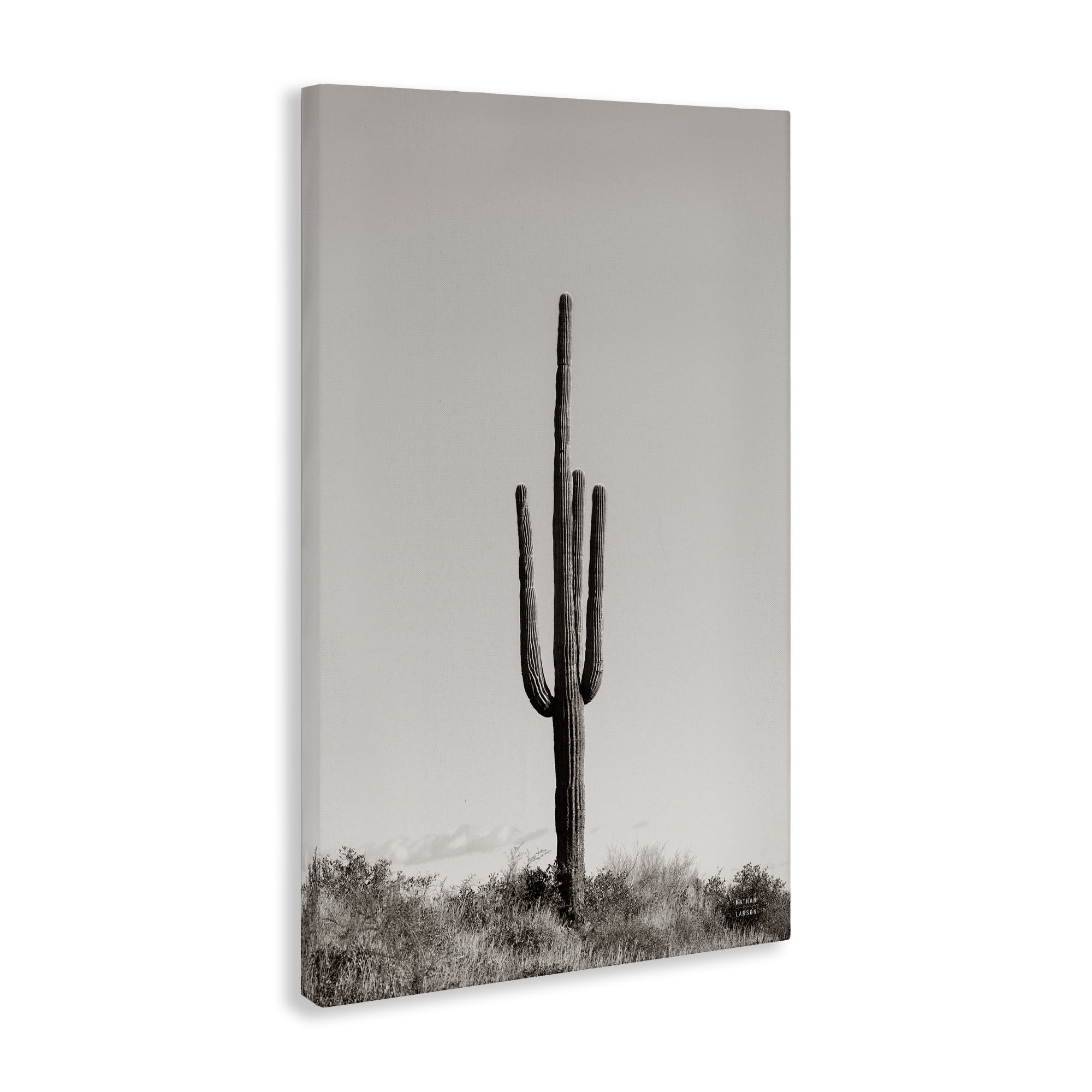 Stupell Industries Clear Afternoon Cactus Landscape & Nature Photography Wrapped Canvas Art Print Wall Art, 16 x 24