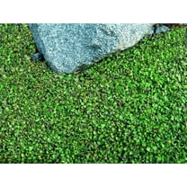 Tiny Tim Fairy Fern - Leptinella - 2.5" Pot - Terrarium/Fairy Garden/Houseplant