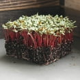 thumbnail image 2 of Mountain Valley Seed Company 1oz Ruby Red Swiss Chard Seeds, 2 of 3