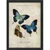 The Artwork Factory 17111 Papilio Telegouus Butterfly Study in Black Ready to Hang Artwork