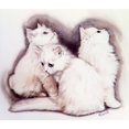 thumbnail image 2 of Three Fluffy White Kittens Poster Print By Malcolm Greensmith ® Adrian Bradburymary Evans (24 X 18), 2 of 4