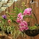 thumbnail image 4 of Soporte para plantas de 2 piezas, colgador para plantas de hierro colgante, gancho para colgar macetas de pared Adepaton LN-2135-2, 4 of 6