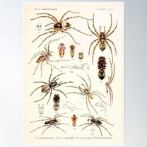 Vintage Spider Diagram | Insects Identification | American Spiders | Entomology Diagram Chart Poster Wall Art, Modern Wall Decor For Living Room Bedroom, 12x18 UNFRAMED