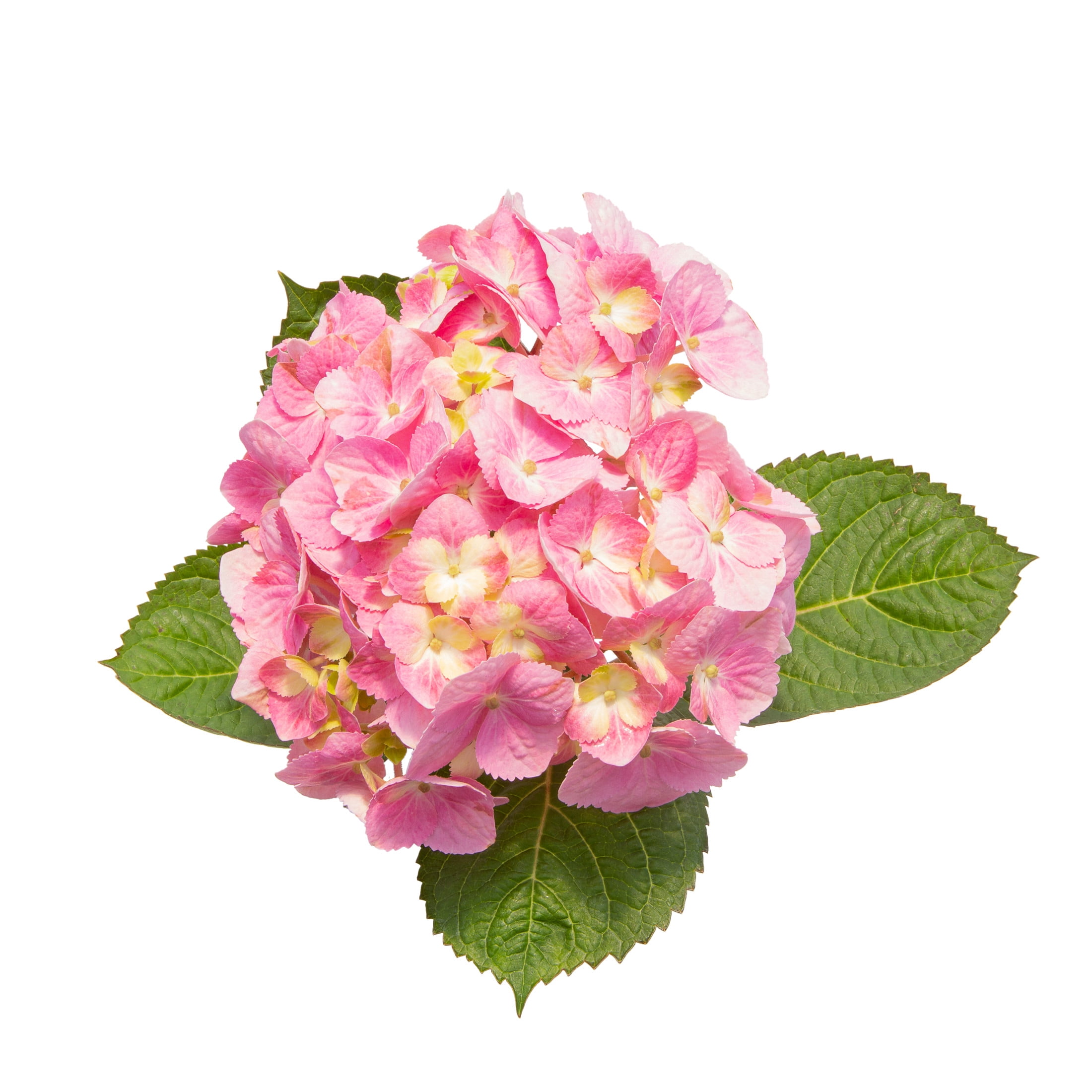 Proven Winners ColorChoice 5" Multicolor Let's Dance Sky View Reblooming Hydrangea Live Plant in 4.5" Pot (4 Count)
