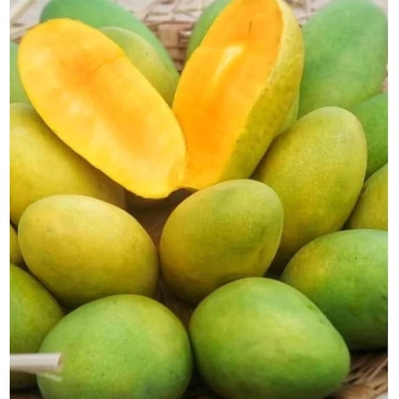Dasheri Dusari Mango TREE GRAFTED (2-4 Feet Tall). Ship to all states