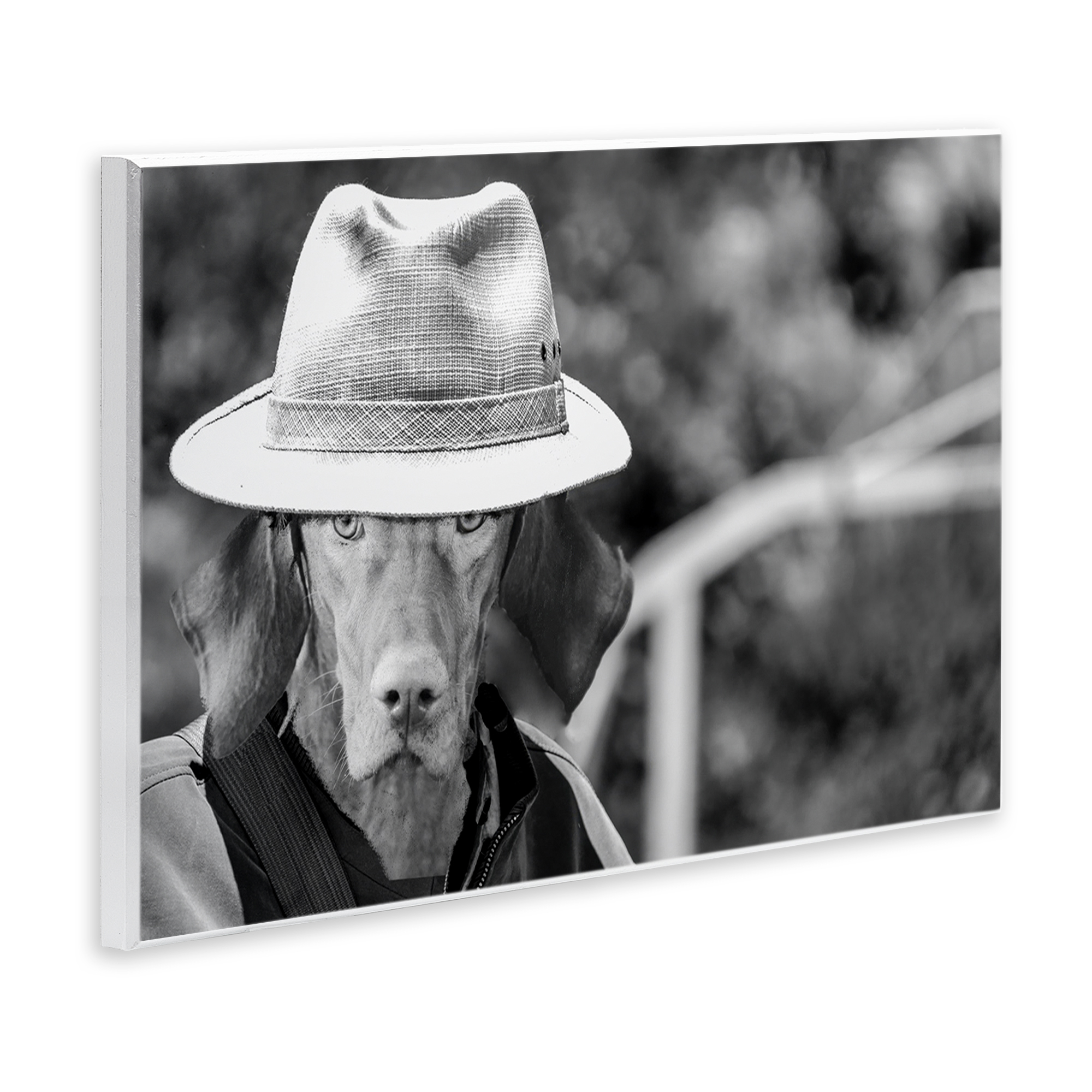 Stupell Industries Country Cowboy Dog Animals & Insects Photography Unframed Art Print Wall Art, 19 x 13