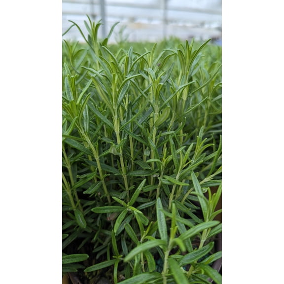 Barbeque Rosemary