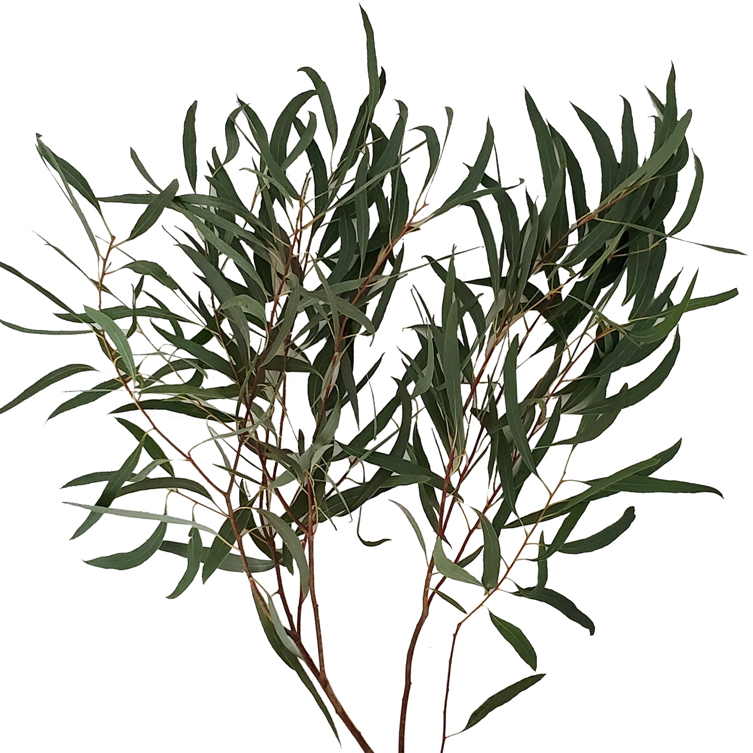 Where To Buy Fresh Eucalyptus Near Me
