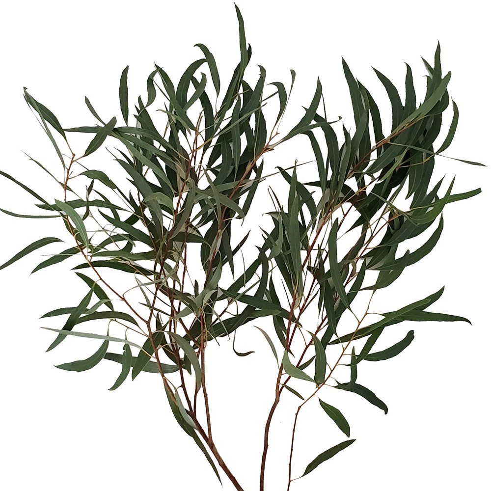 Eucalyptus Willow Fresh cut 40 Stems
