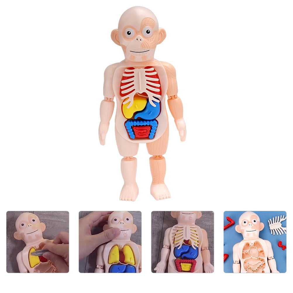 Kids Educational Foam Puzzle Body Parts Anatomy Digestive Child Learning Toy