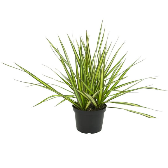 Dracaena 'Sunray' Dragon Tree | 6in. Grow Pot; Filtered Sunlight | Expert Gardener by Altman Plants