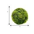 thumbnail image 4 of Bergamo Art Preserved Cockscomb Topiary Balls Bowl Vase  Filler Decorative Orb, 4 of 4