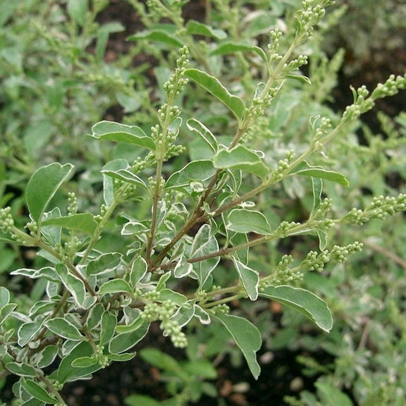Variegated Chinese Privet - Ligustrum sinense 'Variegatum'