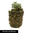 thumbnail image 3 of Neon Purple Flowering Bee Balm Dormant Bare Root Perennial Starter Plant, One Plant per Offer, 3 of 5