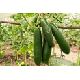 thumbnail image 4 of TomorrowSeeds - Persian Cucumber Seeds - 50+ Count - For 2025 Planting Lebanese Middle Eastern, 4 of 11